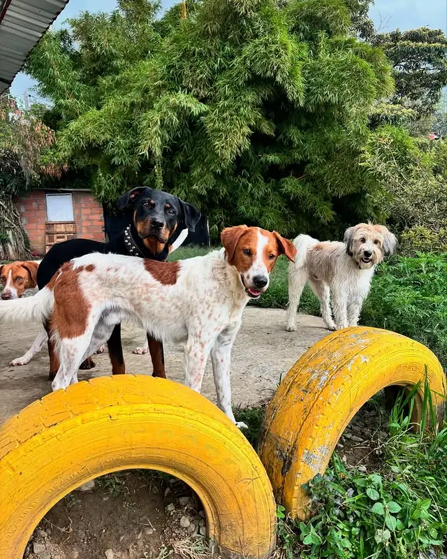 Instalaciones de Desarrollo Canino