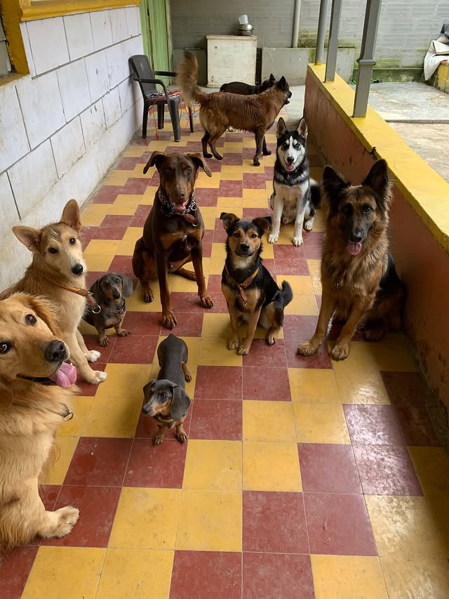 La manada de Desarrollo Canino