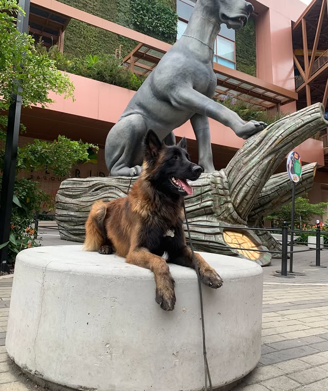 Alumno de Desarrollo Canino durante el entrenamiento
